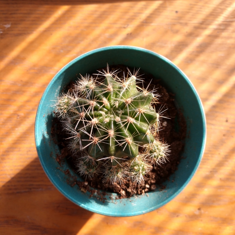 Plant (scarlet hedgehog catus) in mini pot